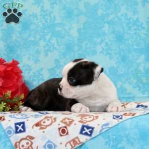 Douglas, Boston Terrier Puppy